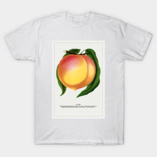 Globe Peach Lithograph (1900) T-Shirt